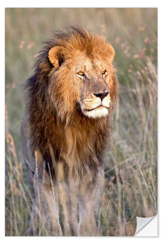 Vinilo para la pared Masai Lion standing in grassland at dawn