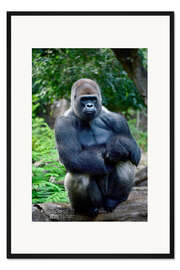 Gerahmter Kunstdruck sitzender Silberrücken