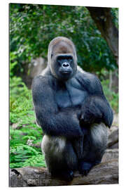 Gallery print sitting silverback