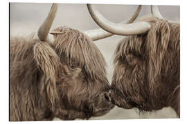 Tableau en aluminium Vaches highlands se saluant