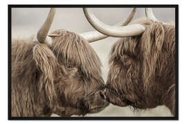 Gerahmter Kunstdruck Zwei schottische Hochlandrinder