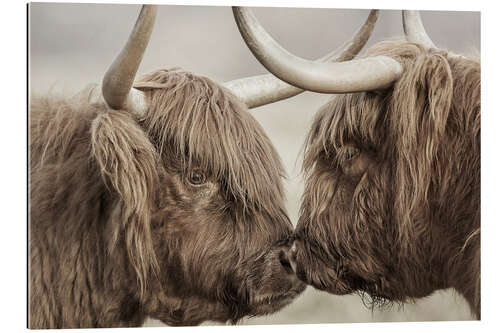 Galleriprint Two Scottish highland cattle