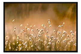 Gerahmter Kunstdruck Schmalblättriges Wollgras in der Morgendämmerung