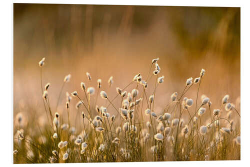 Print på skumplade Common Cotton-grass backlit at dawn