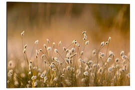 Magnettafel Schmalblättriges Wollgras in der Morgendämmerung