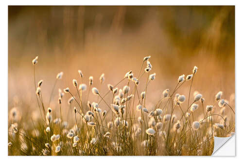 Naklejka na ścianę Common Cotton-grass backlit at dawn