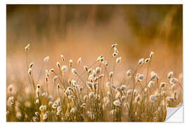 Vinilo para la pared Common Cotton-grass backlit at dawn