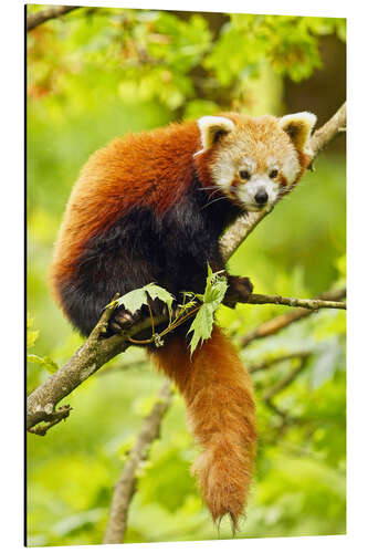 Aluminiumtavla Red Panda sitting in tree