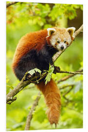 Cuadro de PVC Red Panda sitting in tree