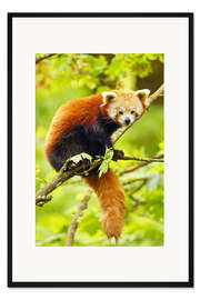 Gerahmter Kunstdruck Kleiner Panda sitzt im Baum
