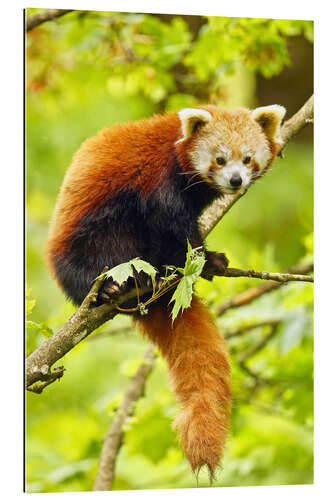 Gallery print Red Panda sitting in tree