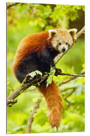 Gallery print Red Panda sitting in tree