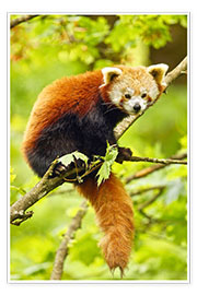 Poster  Panda roux sur une branche
