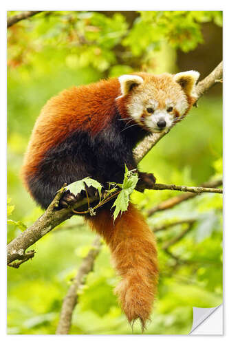 Naklejka na ścianę Red Panda sitting in tree