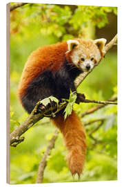 Quadro de madeira Red Panda sitting in tree