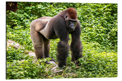 Cuadro de aluminio Western lowland gorilla, male in enclosure