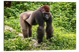 Alubild Flachlandgorilla in Gehege des Primate Sanctuary