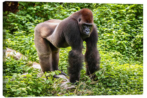 Leinwandbild Flachlandgorilla in Gehege des Primate Sanctuary