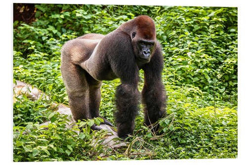 Tableau en PVC Western lowland gorilla, male in enclosure