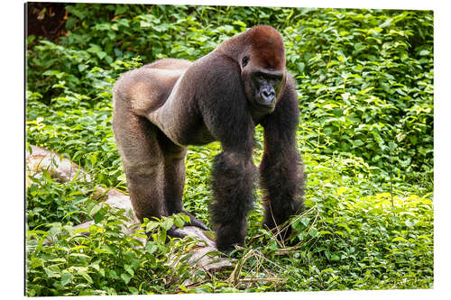 Gallery print Western lowland gorilla, male in enclosure