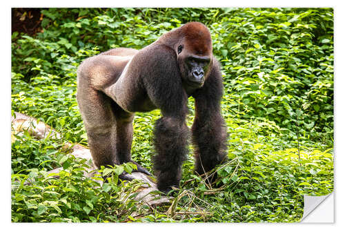 Vinilo para la pared Western lowland gorilla, male in enclosure