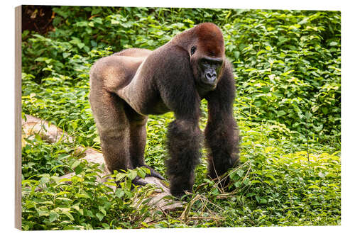 Holzbild Flachlandgorilla in Gehege des Primate Sanctuary