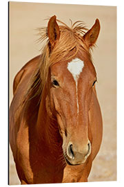 Aluminium print faithful look of a brown mare