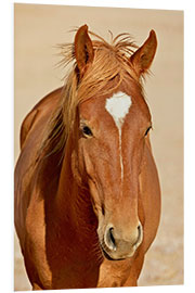 Tableau en PVC Desert Horse near waterhole Garub