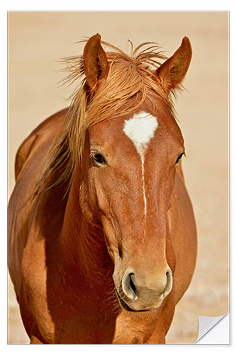 Wall sticker faithful look of a brown mare