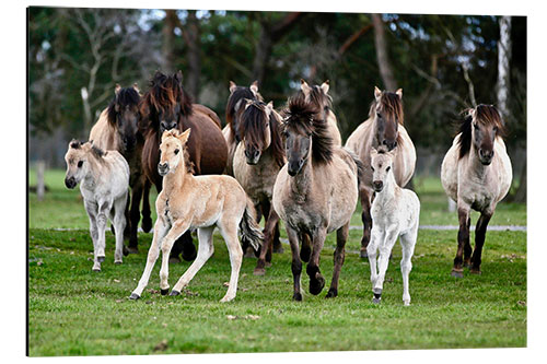 Aluminium print Dülmen pony herd with foals