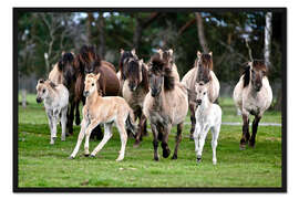 Gerahmter Kunstdruck Dülmener Wildpferde, Herde mit Fohlen