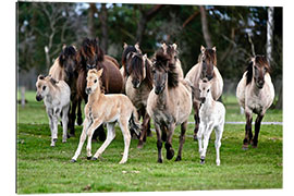 Gallery Print Dülmener Wildpferde, Herde mit Fohlen