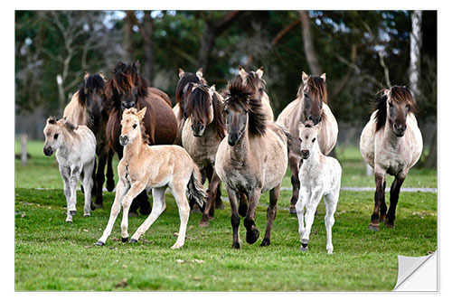 Sticker mural Dülmen pony herd with foals