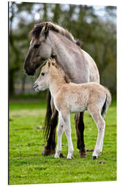 Aluminium print Dülmen wild horse with foals