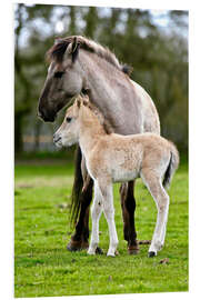 Tableau en PVC Poney Dülmen et son poulain