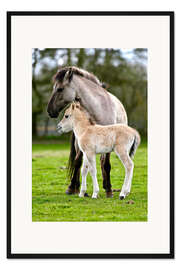 Gerahmter Kunstdruck Dülmener Wildpferd mit Fohlen