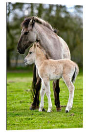 Galleritryck Dülmen wild horse with foals