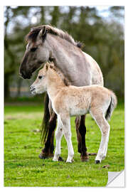 Naklejka na ścianę Dülmen wild horse with foals