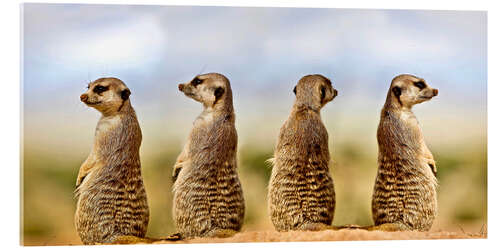 Akryylilasitaulu Four meerkats - four thoughts