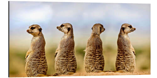 Aluminium print Four meerkats - four thoughts