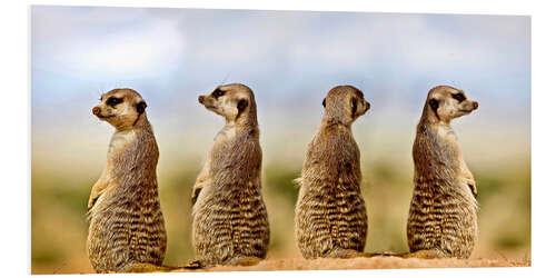 PVC-tavla Four meerkats - four thoughts