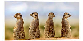 Foam board print Four meerkats - four thoughts