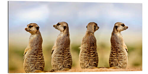 Galleritryck Four meerkats - four thoughts