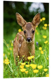 Acrylic print Roe Deer fawn in flower meadow, Normandy