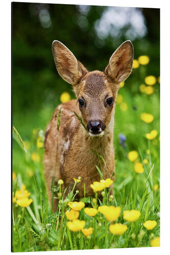 Tableau en aluminium Roe Deer fawn in flower meadow, Normandy