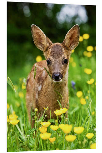 Foam board print Roe Deer fawn in flower meadow, Normandy