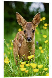 Tableau en PVC Roe Deer fawn in flower meadow, Normandy