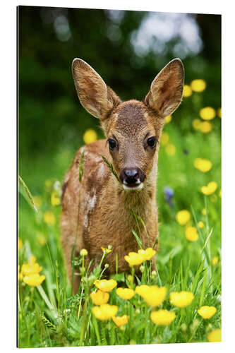 Gallery print Roe Deer fawn in flower meadow, Normandy