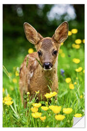 Självhäftande poster Roe Deer fawn in flower meadow, Normandy