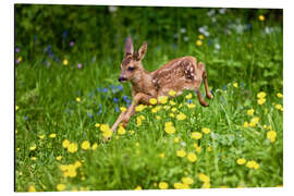 Aluminium print Roe Deer fawn running in flower meadow, Normandy